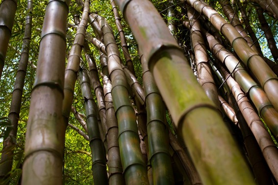 Cañas de bambú altas y agrupadas, fotografiadas desde un ángulo bajo en un bosque con luz filtrada entre el follaje.